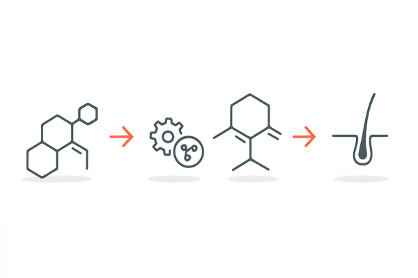 抜け毛の飲み薬が効く理由｜テストステロンからDHTへの変換と毛包ミニチュア化の流れ（AGAの仕組み・5αリダクターゼ）