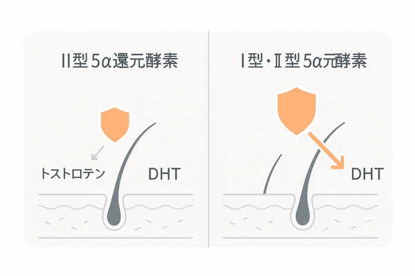 フィナステリドとデュタステリドの違い｜I型・II型5α還元酵素の阻害範囲比較