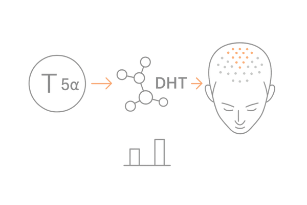 DHTの作用機序と頭頂部が影響を受けやすい理由（受容体分布の概念図）