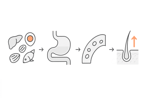 ビオチン摂取から毛根利用までの流れ｜食品→消化吸収→血流→毛包の4ステップ