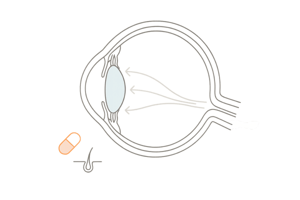 ミノキシジルと眼圧の関係｜房水の流れと眼内循環の基礎図