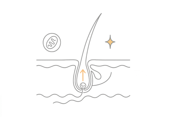 ナイアシンの育毛作用：血行促進・代謝サポート・抗酸化のメカニズム図