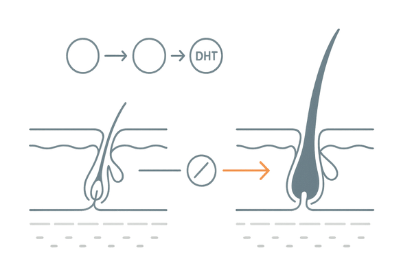 プロペシアがDHTを抑制してヘアサイクルを正常化する仕組みイラスト（毛根とホルモンの関係図）