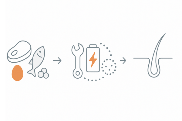 髪を育てるチームプレー：たんぱく質・亜鉛・ビタミンから毛髪生成への3ステップフロー