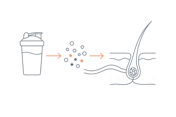 髪はタンパク質でできている|プロテイン→アミノ酸→毛母細胞の供給フロー