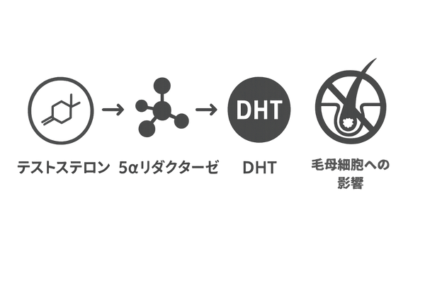 AGAの原因となるDHT生成と毛根への影響を示すフロー図