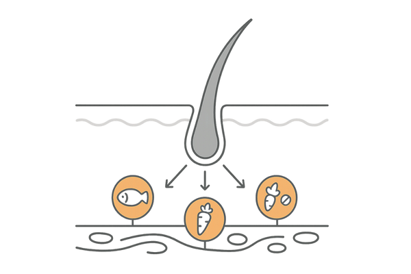髪の主成分ケラチンとタンパク質・ビタミン・ミネラルの関係を示す頭皮断面図