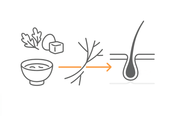 あおさが髪に届くしくみ｜栄養が毛根へ循環するイメージ図