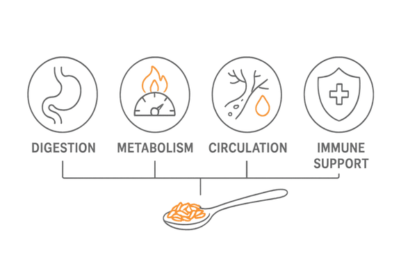 クミン摂取による消化・代謝・血流・免疫への主な効能イメージ