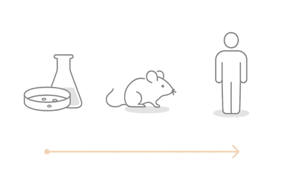緑茶とテストステロン研究｜細胞実験・動物実験・ヒト臨床試験の違いイメージ