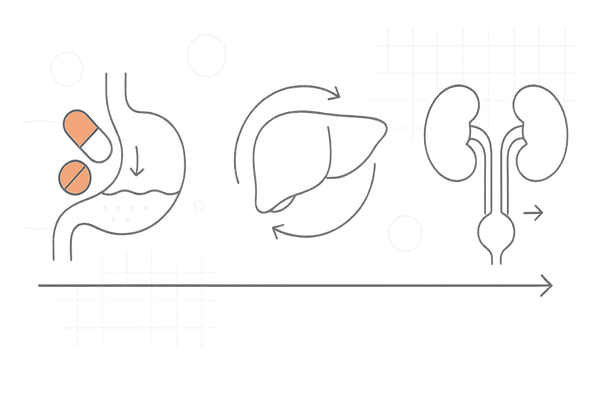 ミノキシジルとイブプロフェンの併用による薬の相互作用イメージ（吸収・代謝・排泄の流れ）