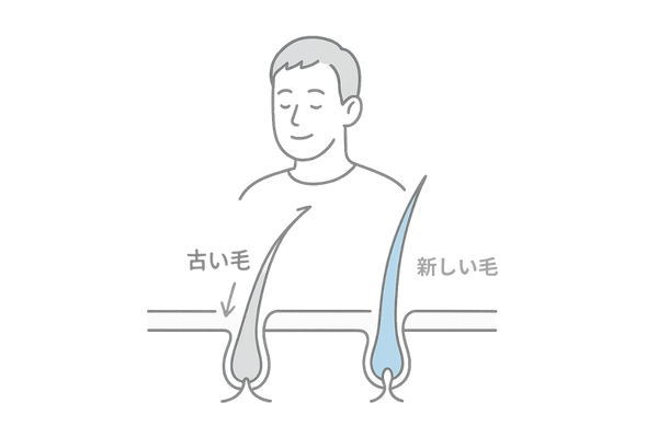 育毛剤による初期脱毛とヘアサイクル正常化の仕組みイメージ