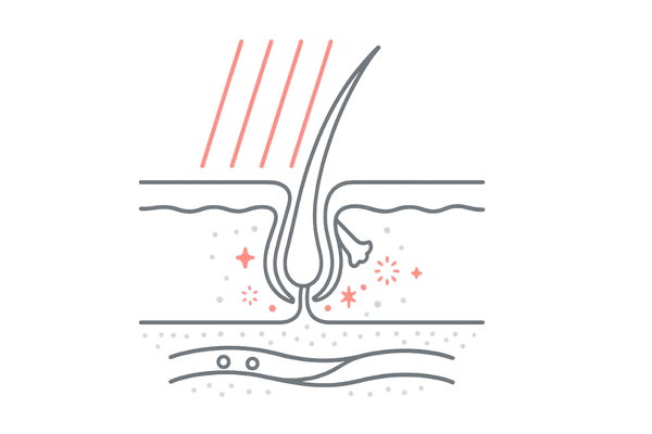 赤色LEDが毛母細胞と頭皮の血行に作用する仕組みの断面イラスト