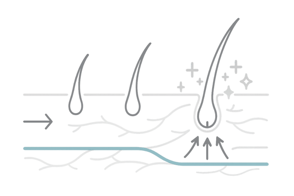 ミノキシジルタブレットがAGAに作用する発毛メカニズムとヘアサイクルの図解