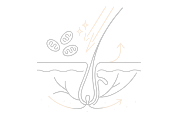 低出力レーザーが毛母細胞と頭皮血流に作用する仕組み図