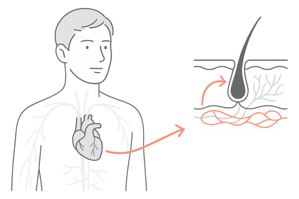 ミノキシジルの血管拡張作用と頭皮血流改善・循環器への影響イメージ図