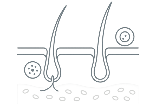 ハゲと白髪の原因の違い|ヘアサイクルとメラノサイトの頭皮断面イラスト