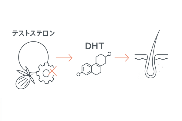 5αリダクターゼがDHTを生む流れとノコギリヤシの抑制イメージ（薄毛のメカニズムを視覚化）