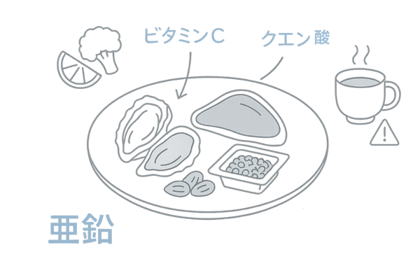 亜鉛が多い食品とビタミンC・クエン酸による吸収促進イラスト