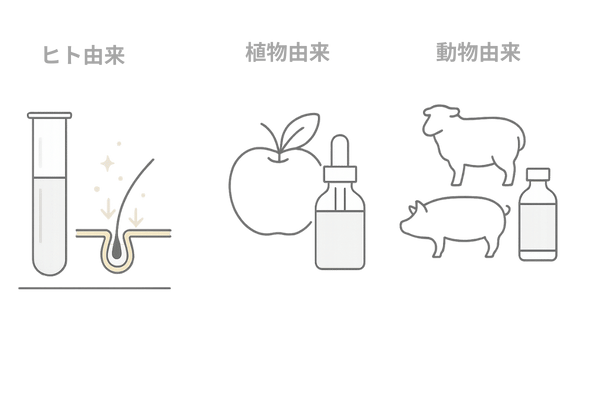 ヒト幹細胞・植物幹細胞・動物幹細胞の違いを比較したイメージ図｜ヒト幹細胞発毛剤の特徴