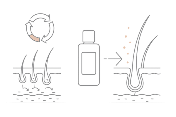 ヒト幹細胞発毛剤で乱れたヘアサイクルが整うイメージ図｜成長期が延びる仕組み