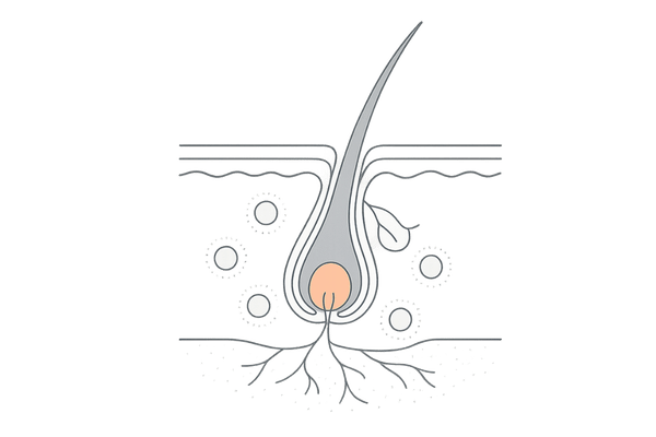 円形脱毛症の原因｜自己免疫による毛包攻撃の頭皮断面図