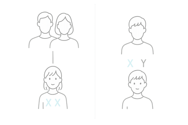 母方・父方の影響を受ける女性の薄毛|X染色体と家系の模式図