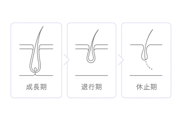 女性の抜け毛｜ヘアサイクル（成長期・退行期・休止期）の仕組みを図解