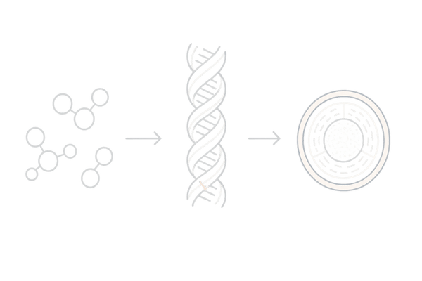 ケラチンの構造と髪内部の仕組み図(キューティクル・コルテックス)|女性の薄毛ケアの基礎