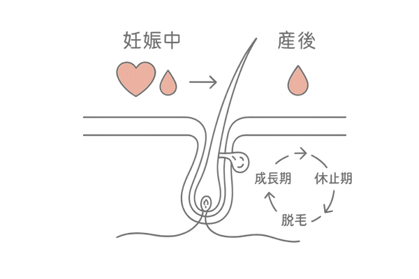 産後の抜け毛の原因：妊娠中と産後のホルモン変化と毛周期の関係