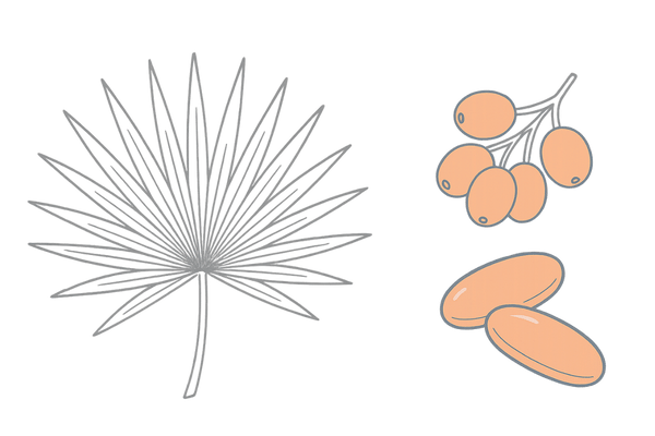 ノコギリヤシ(Serenoa repens)の植物と果実・成分イメージ|女性の薄毛対策の基礎知識