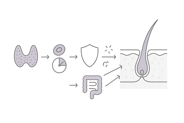 女性の抜け毛と内臓の病気の関係｜甲状腺・貧血・免疫・腸が毛包へ及ぼすメカニズム