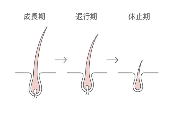 成長期・退行期・休止期