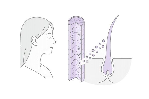 アミノ酸がケラチンとなって髪を形作る仕組み｜女性・毛包断面の図解