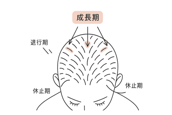 成長期毛髪が頭髪の大部分を占めることを示した頭部の図