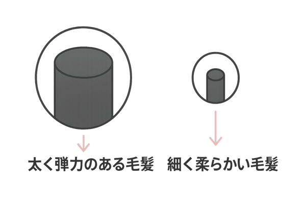 健康毛と細毛・軟毛を断面図で比較したイメージ