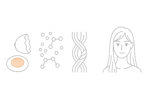 卵のたんぱく質がケラチン生成を助け、女性の髪にハリ・ツヤを与えるメカニズム図