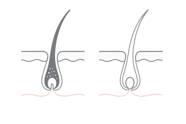 白髪と薄毛の仕組み|メラノサイトと毛母細胞の役割図(女性向け解説)