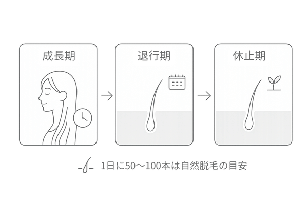 毛周期の仕組みと正常な抜け毛本数の目安(女性・ドライヤー時の不安解消図)