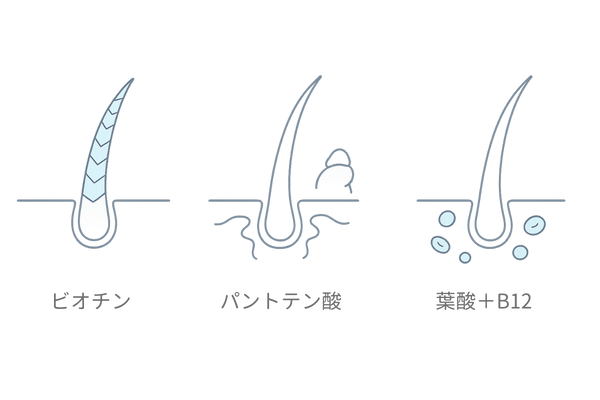 ビタミンB群（ビオチン・パントテン酸・葉酸B12）の髪への働きイラスト