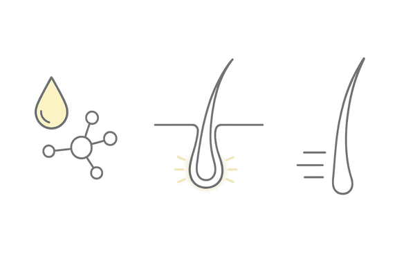 HARG療法の仕組み|成長因子が毛根とヘアサイクルに作用するイメージ