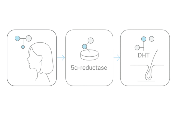 DHT変換の仕組み|テストステロン→5αリダクターゼ→DHTのメカニズム図(女性の薄毛/FAGA)
