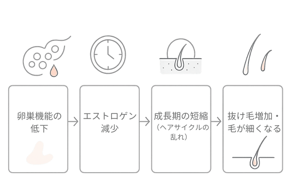 更年期における女性ホルモン低下とヘアサイクルの関係(メカニズム図)