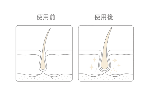ミノキシジルの作用機序イメージ｜毛包・血流・成長期延長をやさしく可視化