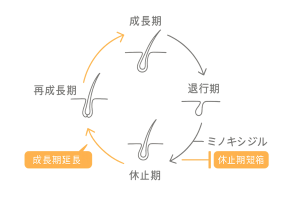 ヘアサイクルとミノキシジル作用図