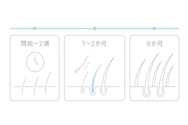 ミノキシジル内服の効果タイムライン｜初期脱毛～3〜6か月の発毛実感までの流れ（女性の薄毛）