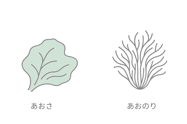 あおさとあおのりの違いを視覚化｜女性の薄毛対策に役立つ海藻の見分け方イラスト
