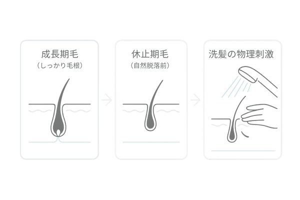 シャンプー時に抜け毛が目立つ仕組み(休止期毛が流れやすい理由の図解)