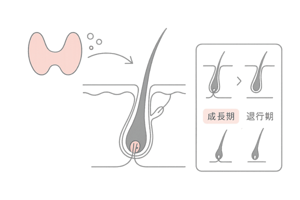 甲状腺ホルモンとヘアサイクルの関係図｜女性の薄毛メカニズムを可視化