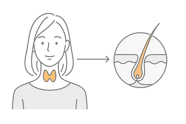 甲状腺と髪の成長メカニズムを示すイラスト